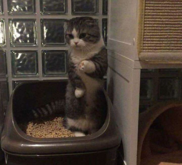 귀염뽀짝한 변비걸린고양이... | 인스티즈