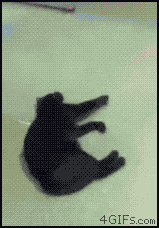 고양이 액체설의 증거들.gif | 인스티즈