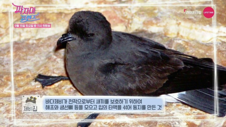 중국에서는 귀한 음식 제비집 | 인스티즈
