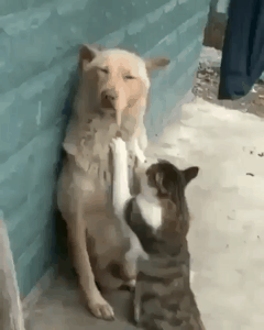 꾹꾹이 당하는 멍뭉이.gif | 인스티즈