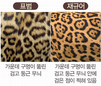 [표범] [재규어] 비슷하지만 차이나는 | 인스티즈