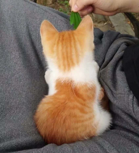 고독한고양이방 에서 주운 쟉고소중한 뽀시래기 고양이 짤 | 인스티즈