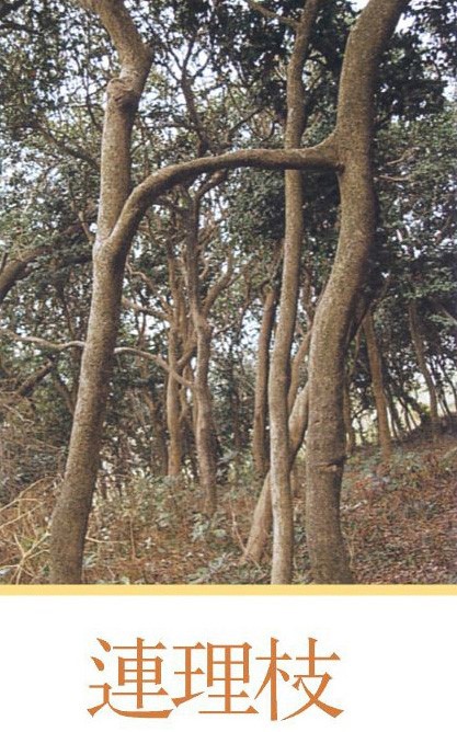 연리지 이미지