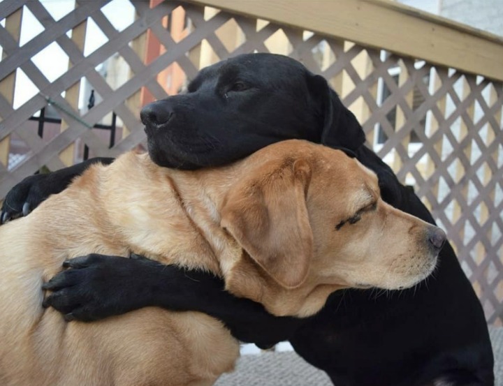 개와 고양이.jpg | 인스티즈
