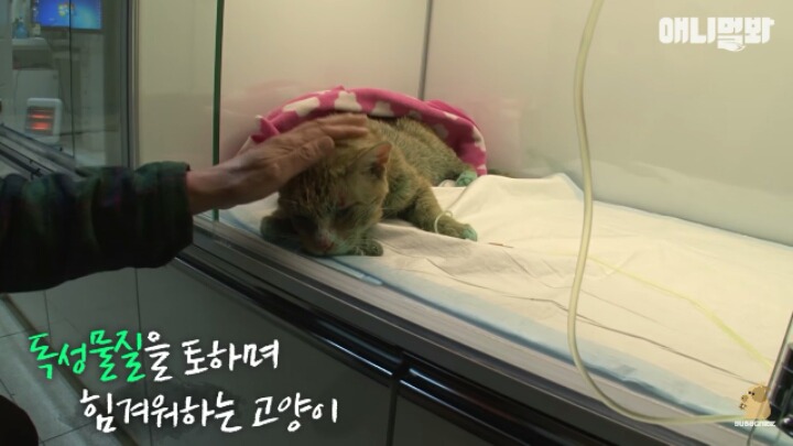 길고양이 학대하는 방법도 이젠 | 인스티즈