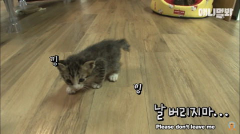 새끼고양이 열마리 키우는 엄마냥이 | 인스티즈