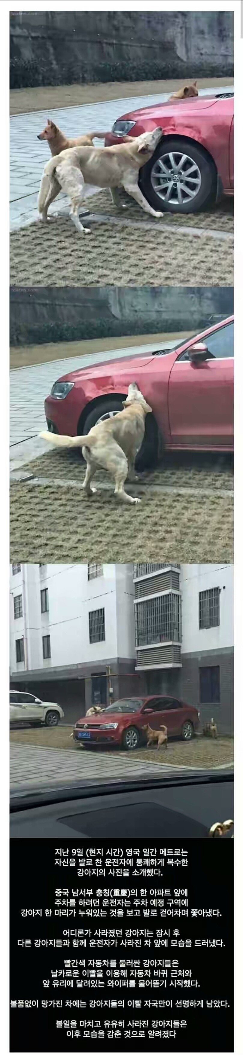 복수하는 개 | 인스티즈