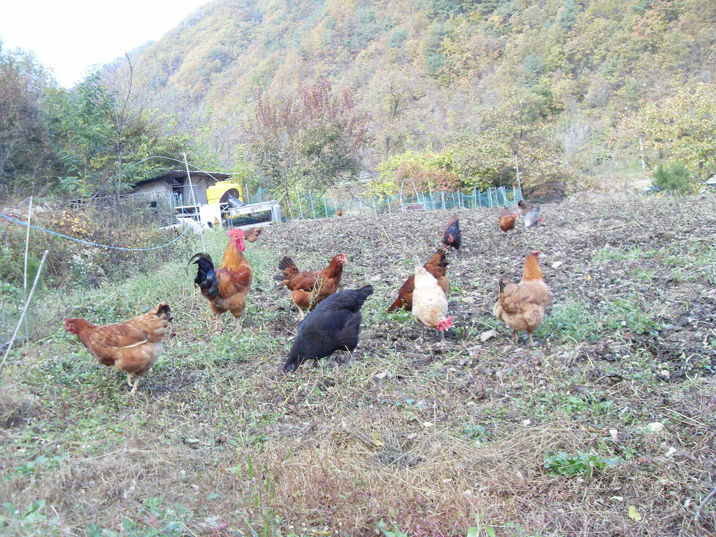 토종닭 이미지