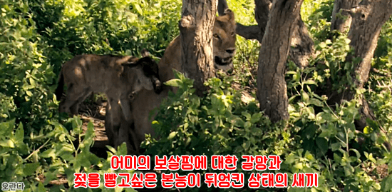 야생에서 일어난 기적적인 재회 | 인스티즈