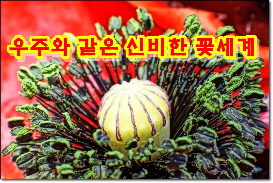 꽃세계 이미지