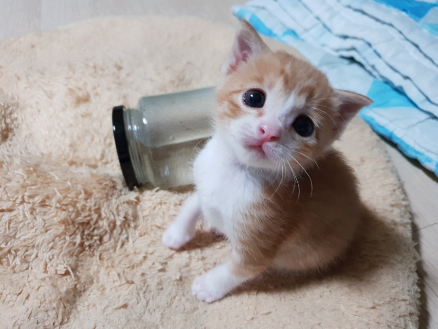 구조한 고양이 입양했습니다. jpg | 인스티즈