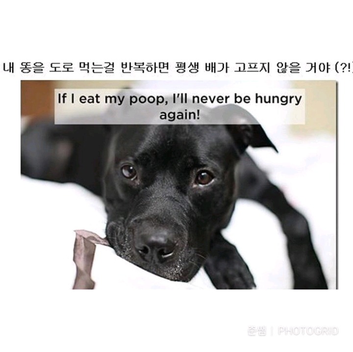 강아지가 인간칭구칭구에게 진짜 궁금한것들 | 인스티즈