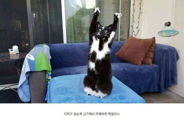 어느 날부터 개인기를 보여주는 냥이 | 인스티즈