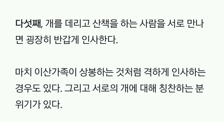 미국인들의 개 산책 문화 | 인스티즈