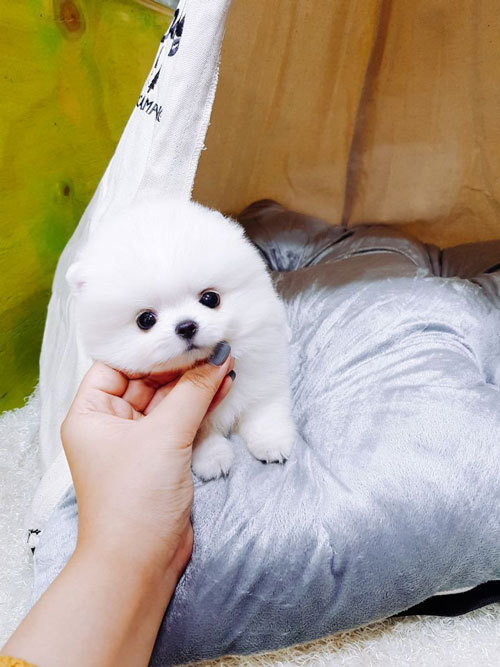 내영 이미지