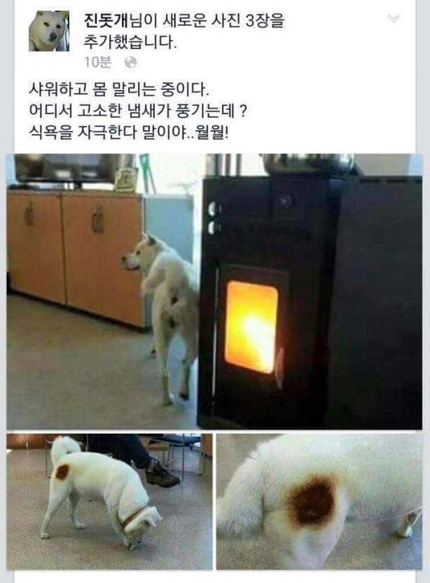 진돗개 페이스북 | 인스티즈