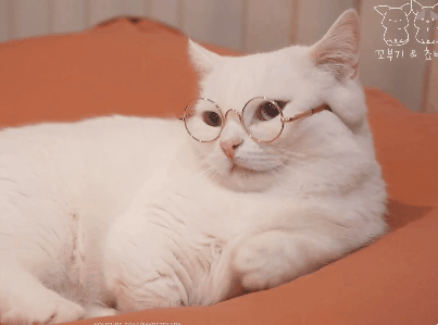 안경벗는 고양이.gif | 인스티즈