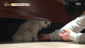포메라니안의 사자 코스프레.gif | 인스티즈