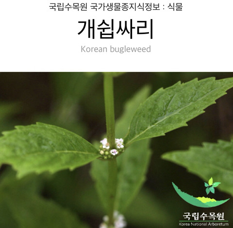 식물 이름이 심상치않다 | 인스티즈