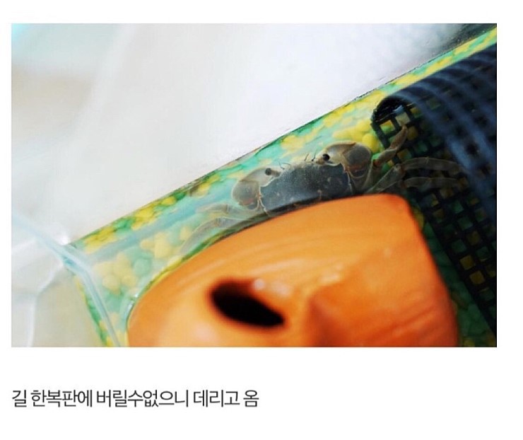 디씨인의 게 키우기 | 인스티즈