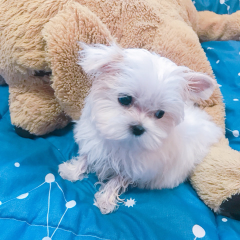 혹시 17년 11월 13일 선천성 심장기형 강아지 아들이 글 기억해? | 인스티즈