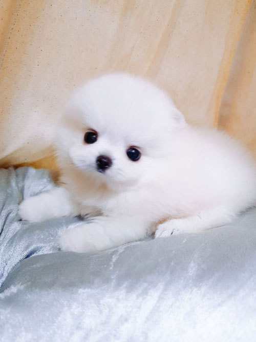 내영 이미지