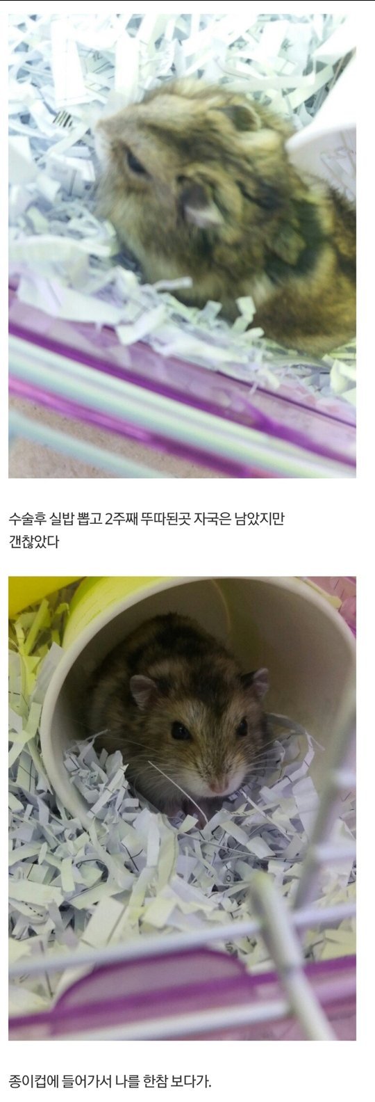 디씨 햄스터 주인 레전드 (혐오주의) | 인스티즈