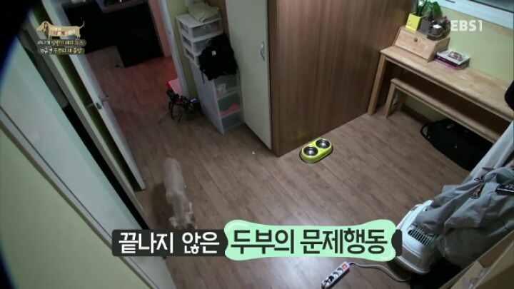 [세나개] 시도때도 없이 마운팅하고 똥을 먹는 두부의 문제 행동 고치기 -1.jpg | 인스티즈