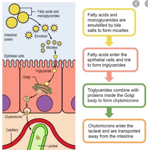 2: Iron absorption and recycle in human body