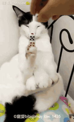 고양이 물리엔진오류 짤 모음.gif | 인스티즈