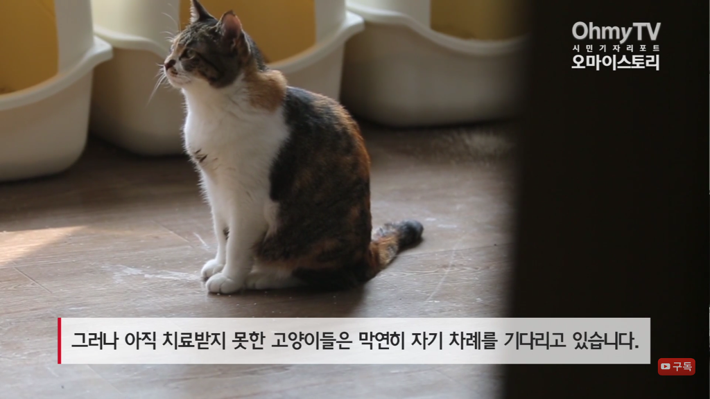 마산 애니멀 호더에게서 구조한 50여마리의 고양이들에게 손길을 내밀어주세요! 곧 쉼터가 폐쇄되어 아이들이 갈 곳이 없습니다 | 인스티즈