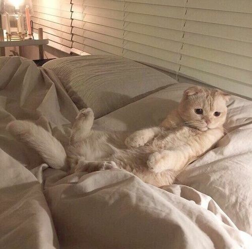 집사야 나랑 자자~ | 인스티즈