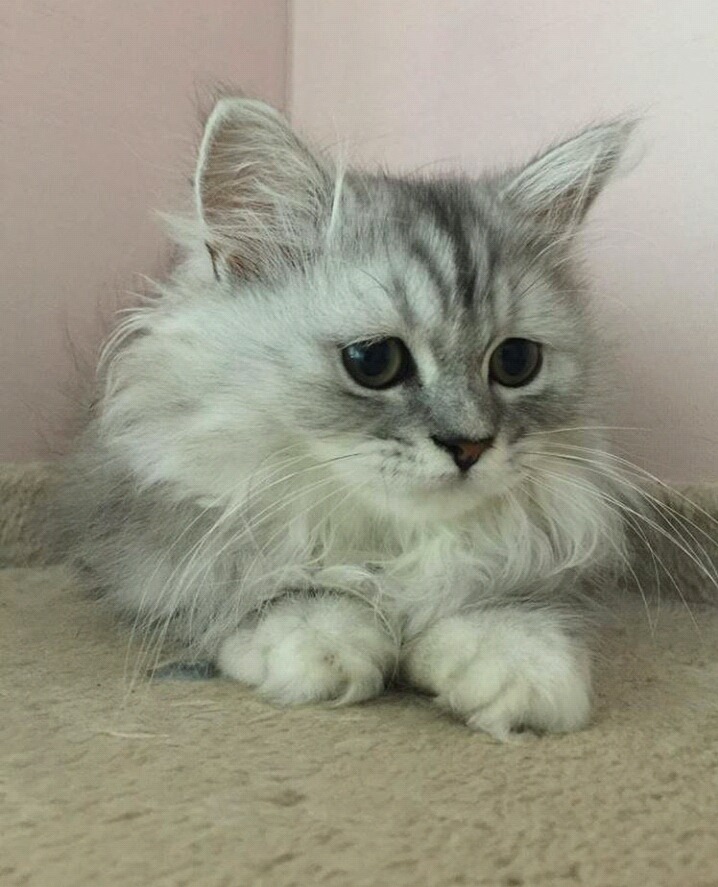 강아지가 고양이를 너무 핥아요...jpeg | 인스티즈