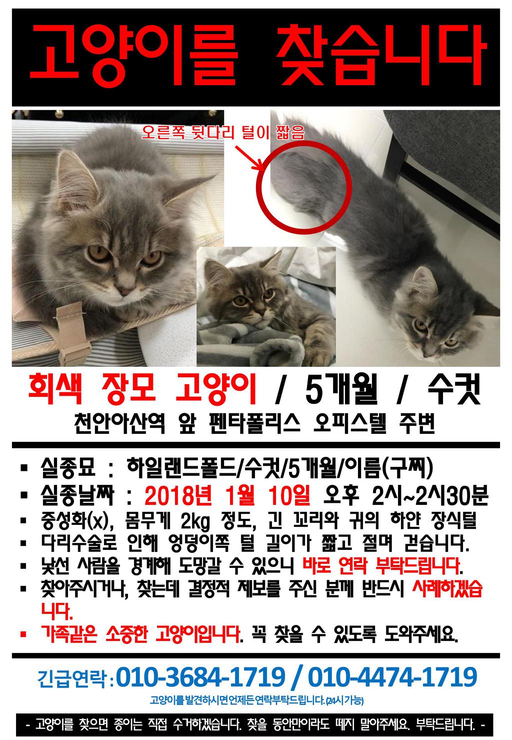 [[[천안아산역근처고양이를찾습니다.]] ] | 인스티즈
