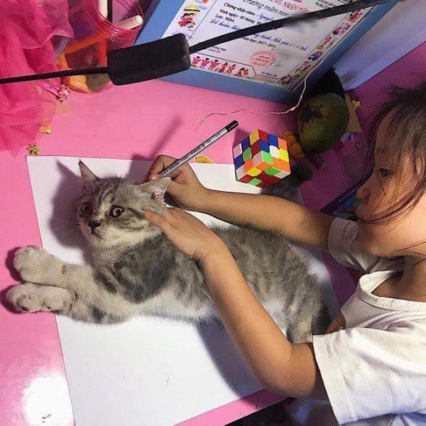 고양이 그림 그리기 | 인스티즈