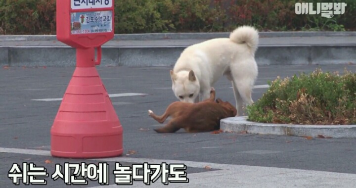 새끼는 사람한테 맡기고 아파트 경비서는 개 | 인스티즈