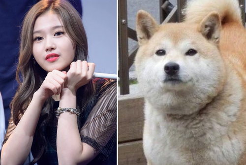 댕댕이닮은 사나 모음 | 인스티즈