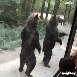 곰이야 사람이야.gif | 인스티즈