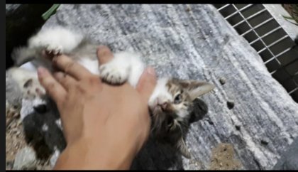 귀엽다고 아깽이 만지면 안되는 이유 | 인스티즈