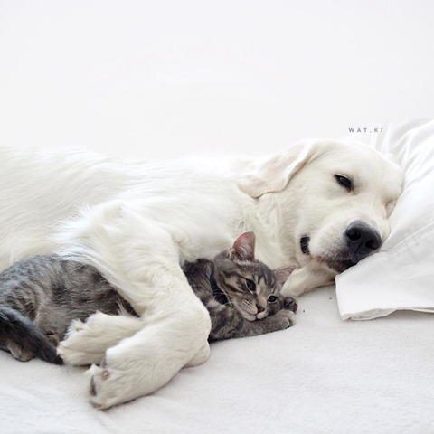댕댕이 두마리와 고양이 한마리가 동거하는 이야기.jpg | 인스티즈