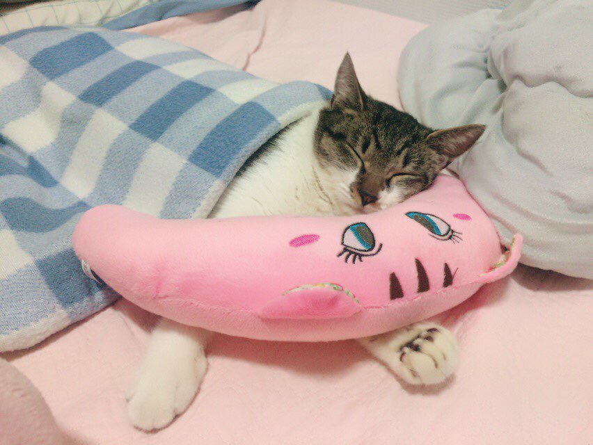 박스안에서 버려진채 떨고있던 고양이 쿠키를 도와주세요! +따뜻한 가족이되어줄 입양처를 찾습니다! | 인스티즈