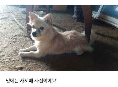 다른집에 분양보냈던 강아지가 집까지 찾아왔네요ㅜㅜ | 인스티즈